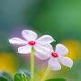@adhiraastatus1264