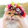 @Котенька-о5н
