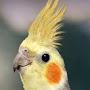 @Bird_life