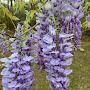 @thepurplegardener4856