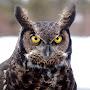 @GraniteOwlBear