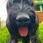 @RiesenschnauzerRichard