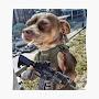 @dog-with-big-gun