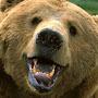 @MrGeerbear