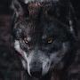 @Lonwolf.