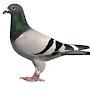 @meekpigeon