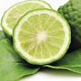 @phlippbergamot5723
