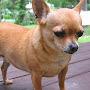 @ChihuahuaboyDH