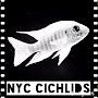 @NYCityCichlids