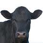 @blackCow-q9s