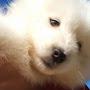 @samoyedsnowdog