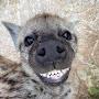 @the_gaming_hyena24