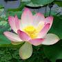@sujataapp8065
