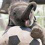 @y4hthatshot3lephant97