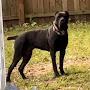 @Alabama_CaneCorso