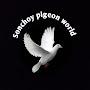 @Sonchoypigeonworld_1