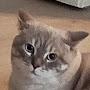 @Untitled-CAT-PERSON
