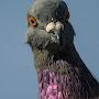 @DuPigeon