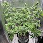 @Greenthumbmain0