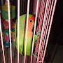 @birb_destroyer