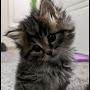 @me_like_kitty