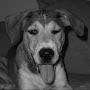 @k9champ202