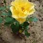 @RT_THAKUR333hh