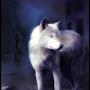 @whitewolf9551