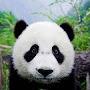 @Panda-hb9mf