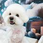 @꽁냥꽁냥김체리