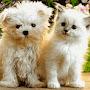 @funnypets4757
