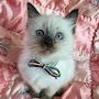 @귀부인-Cats