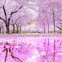 @SakuraSu-c2v