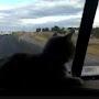 @truckercat09