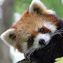 @RedPanda74