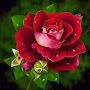 @jaibhajarangi2051