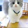 @Cute_cat_videos-i4f