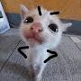 @PocydomoikaS