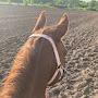 @maybeequestrian3698