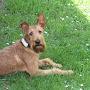 @Irishterrier1000