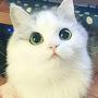 @Just-a-Cat