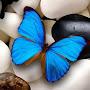 @stellamariajohnstone6939
