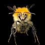 @bumblebee7450