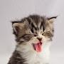 @m_dalpang