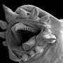 @QuantumEntangledTardigrade