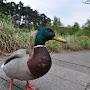 @merijnverduin272