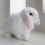 @Bunny-ev3pd