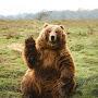 @Kodiakbrownbear1