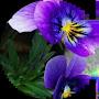 @pedramjamali