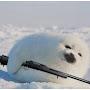 @Sniper_the_seal